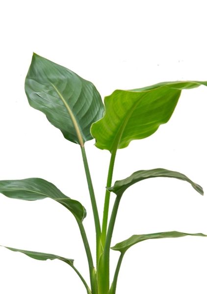 Стрелиция Регина 9/30 см