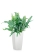 Флебодиум 24/55 см в CUBICO COLOR 30