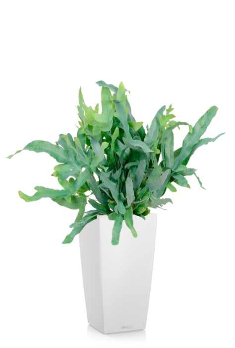 Флебодиум 24/55 см в CUBICO COLOR 30, белый