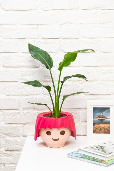 Стрелиция Регина в OJO