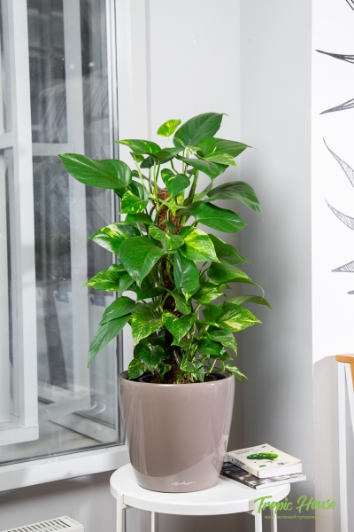 Сциндапсус на опоре 24/80 см Сциндапсус на опоре 24/80 см