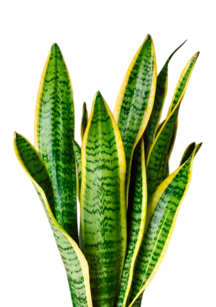 Сансевиерия Лауренти 12/40 см в PURO 20