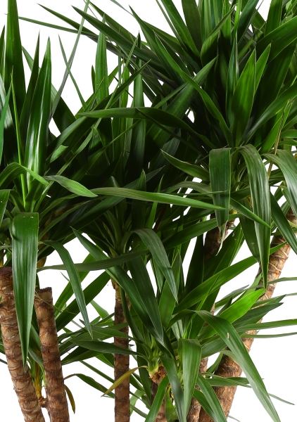 Юкка разветвленная 40/160 см