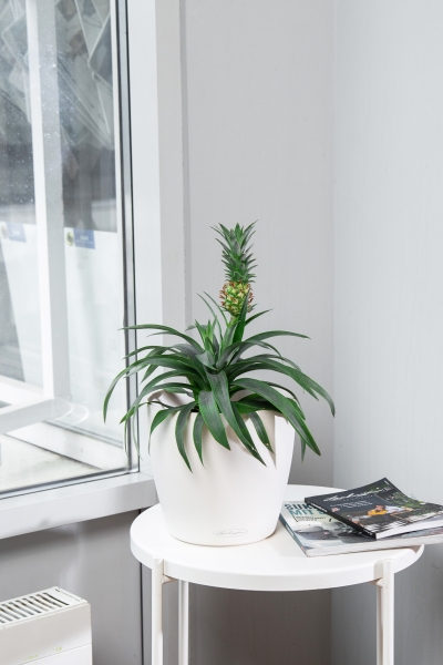 Ананас 15/50 см в CLASSICO 21