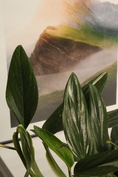 Филодендрон Кобра 12 см в CUBE Glossy 14