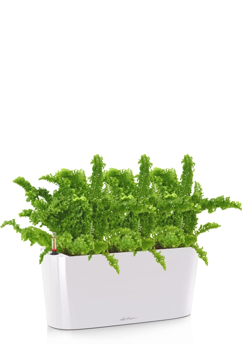 Нефролепис Возвышенный в DELTA 20, белый блестящий