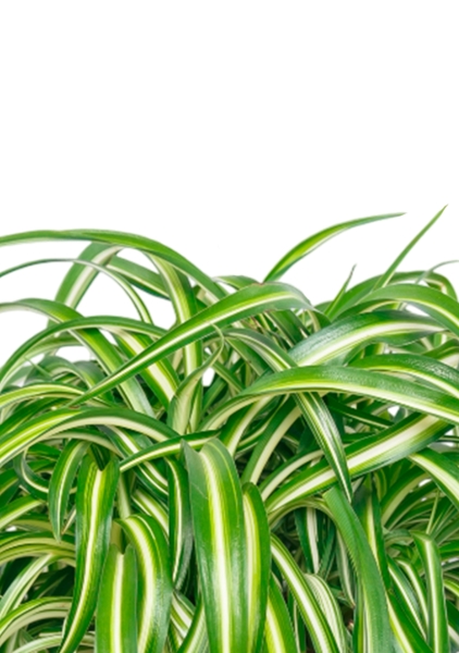 Хлорофитум Оушен 23/40 см в RONDO 32