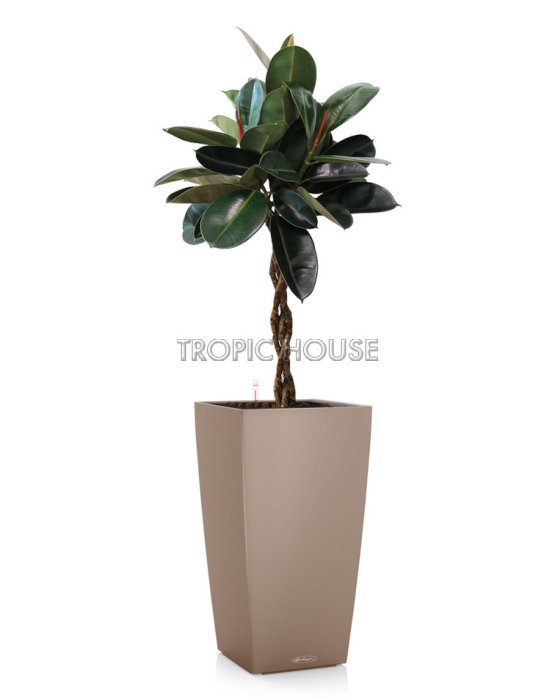 Фикус Эластика Бургунди СUBICO COLOR 30/130 см Песочно-коричневый