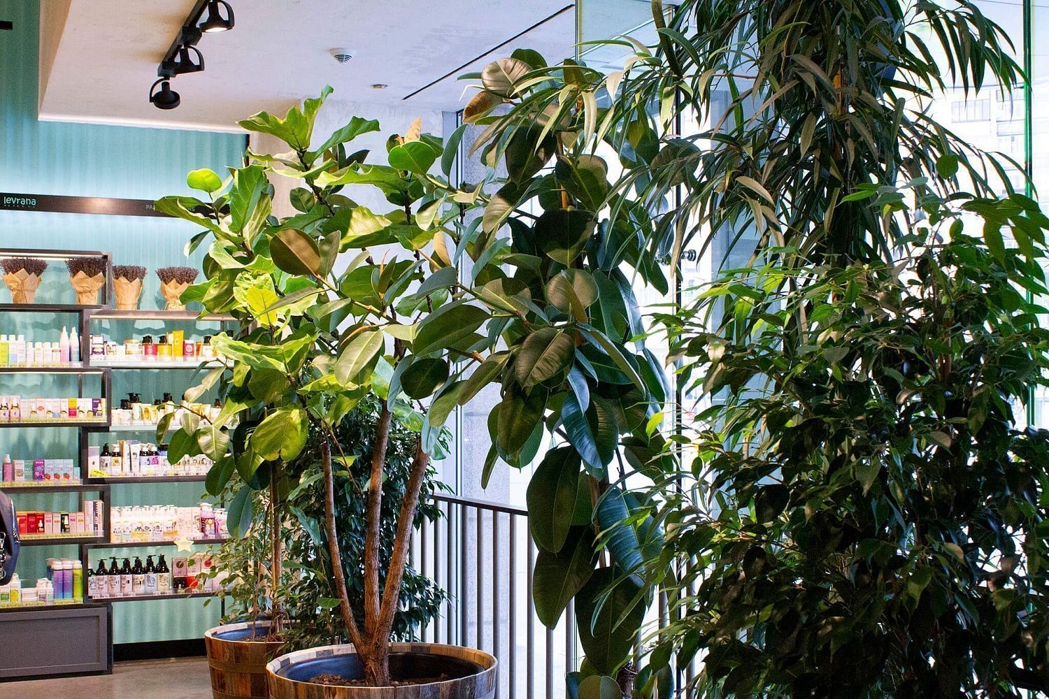 Золотое Яблоко