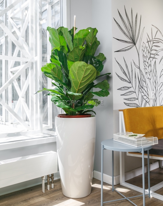 Фикус Лирата 3 ствола в RONDO 40