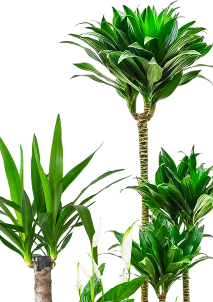 Набор для озеленения офиса № 2 (Юкка, Драцена Компакта 3 ствола, Спатифиллум) Набор для озеленения офиса № 2 (Юкка, Драцена Компакта 3 ствола, Спатифиллум)