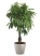 Фикус Амстел Кинг переплетенный 30/150 см в CLASSICO COLOR 43