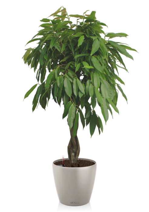 Фикус Амстел Кинг переплетенный 30/150 см в CLASSICO COLOR 43