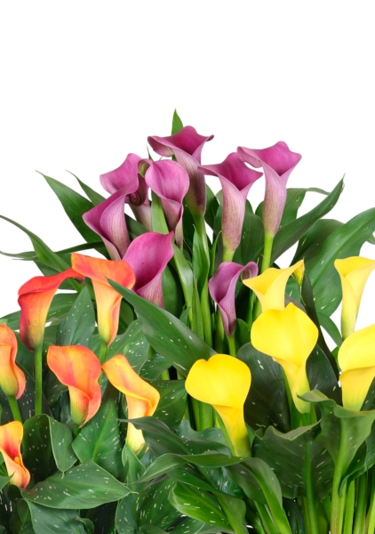 Калла Сан-Ремо оранжевая 12/35 см