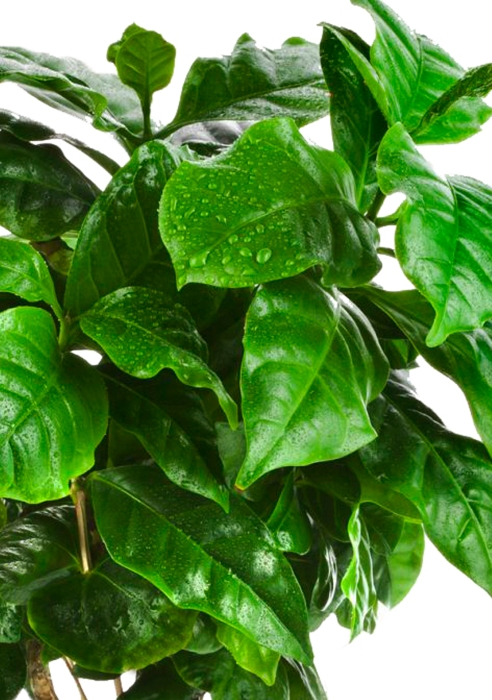 Кофе в CANTO STONE 14