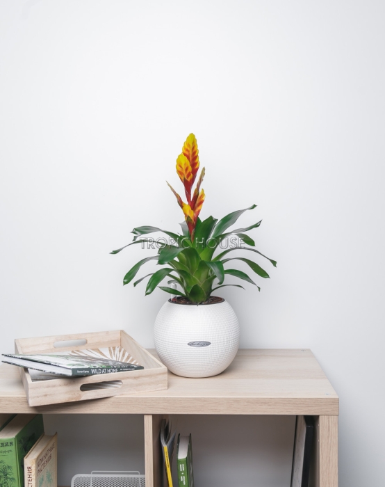 Вриезия желтая в PURO 20