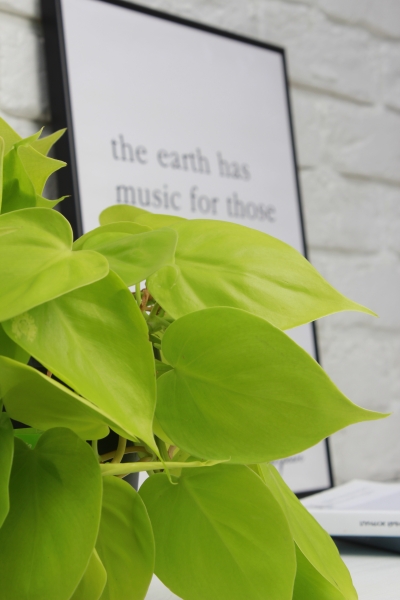 Филодендрон Лайм 15/40 см