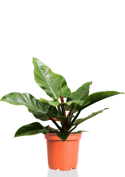 Филодендрон Империал Грин 17/50 см Филодендрон Империал Грин 17/50 см