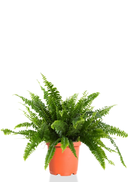 Папоротник Нефролепис Грин Леди 12/30 см