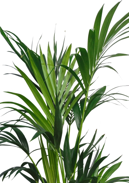 Ховея 27/190 см