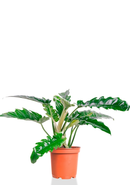 Филодендрон Нарроу 14/50 см