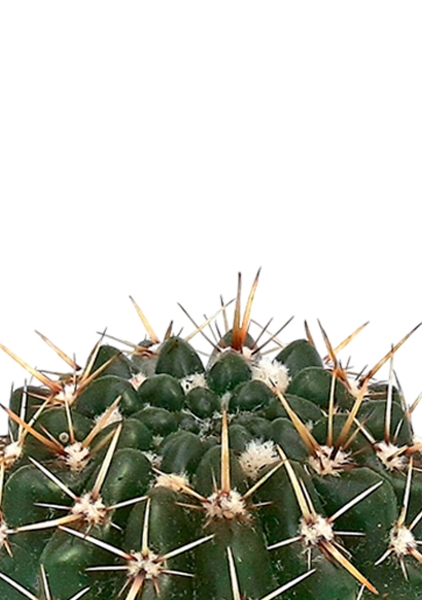 Кактус Нотокактус Субмаммулозус 10/20 см в MINI CUBI Кактус Нотокактус Субмаммулозус 10/20 см в MINI CUBI