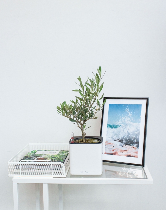 Олива в CUBE GLOSSY 14