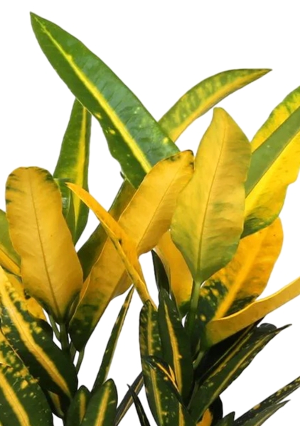 Кротон Санни в OJO Кротон Санни в OJO