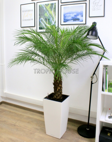 Финиковая пальма в CUBICO 30