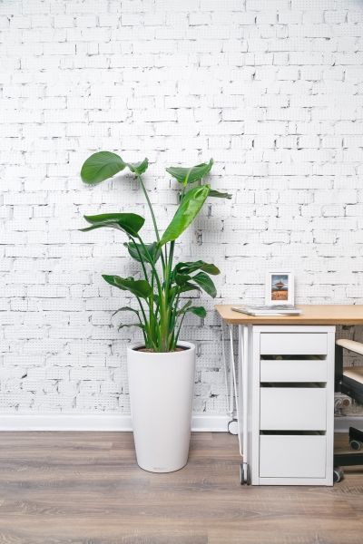 Стрелиция Николай 23/140 см Стрелиция Николай 23/140 см