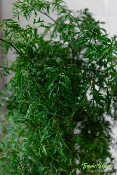 Полисциас Фрутикоза в CUBICO COLOR 30