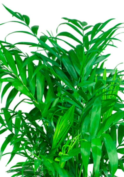 Хамедорея 23/90 см