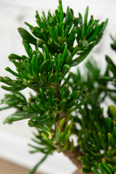 Крассула Хоббит 30/60 см