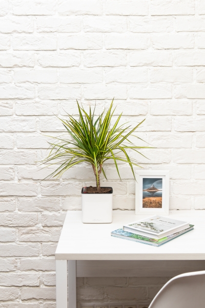 Драцена Маргината Санрей 12/40 см в CUBE Glossy 14