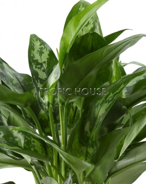 Аглаонема Мария в CLASSICO 28