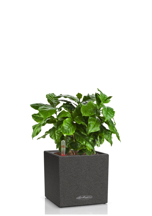 Кофе в CANTO STONE 14, графитовый черный