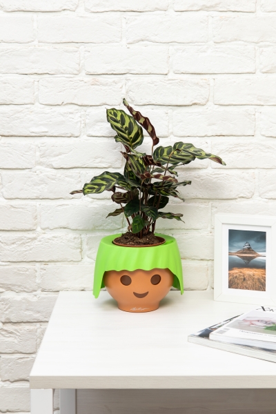 Калатея Макояна в OjO Калатея Макояна в OjO