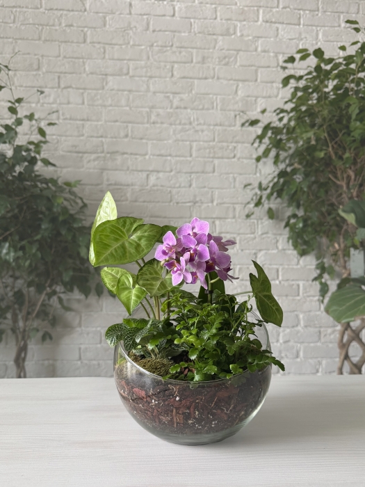 Флорариум с сингониумом