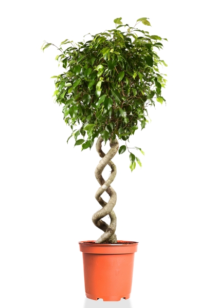 Фикус Бенджамина Экзотика двойная спираль 31/140 см Фикус Бенджамина Экзотика двойная спираль 31/140 см