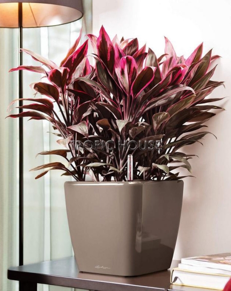 Кашпо LECHUZA QUADRO LS 28х26 см