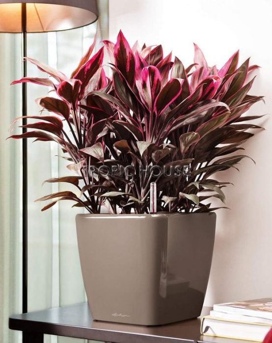 Кашпо LECHUZA QUADRO LS 28х26 см