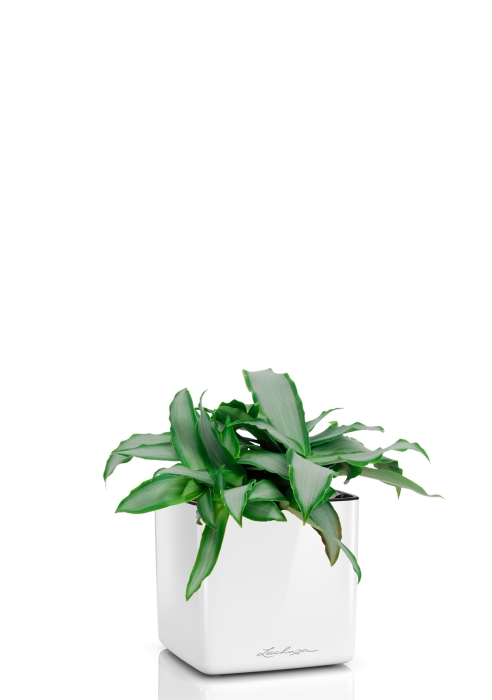 Мурдания в CUBE GLOSSY 14, белый блестящий