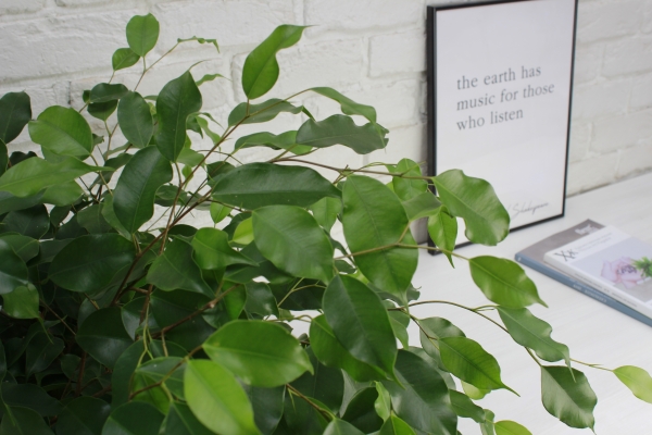 Фикус Бенджамина Экзотика цилиндр 27/120 см в QUADRO LS 35