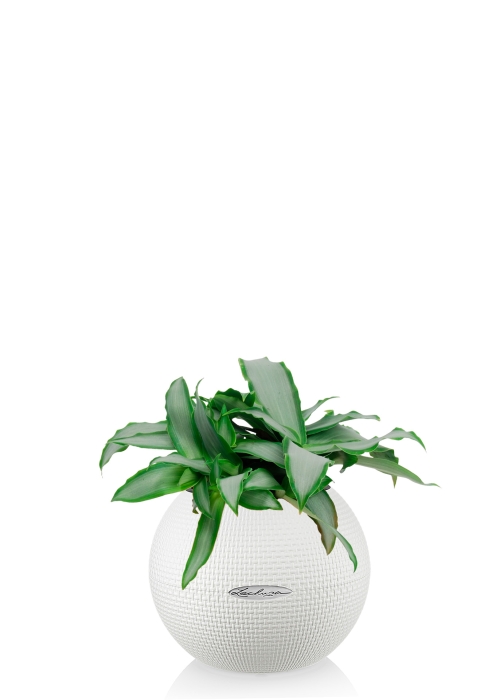 Мурдания в PURO 20, белый