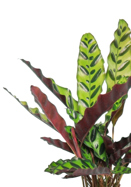 Калатея Лансифолия 12/30 см в ARIA 14 jumper Калатея Лансифолия 12/30 см в ARIA 14 jumper