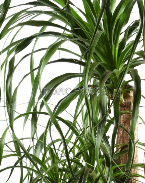 Нолина разветвленная 38/110 см