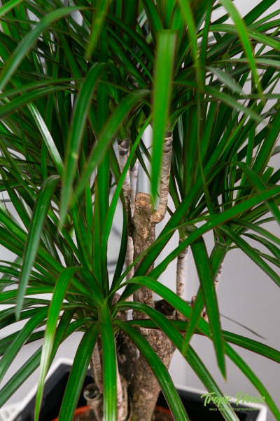 Драцена Маргината бранч 24/90 см