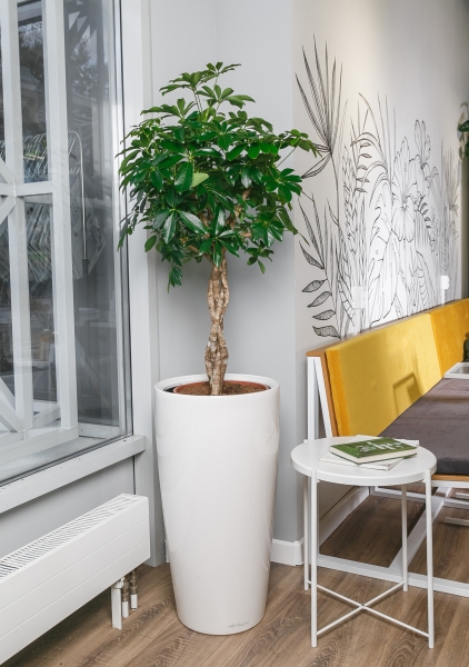 Шеффлера Компакта переплетенная 35/130 см