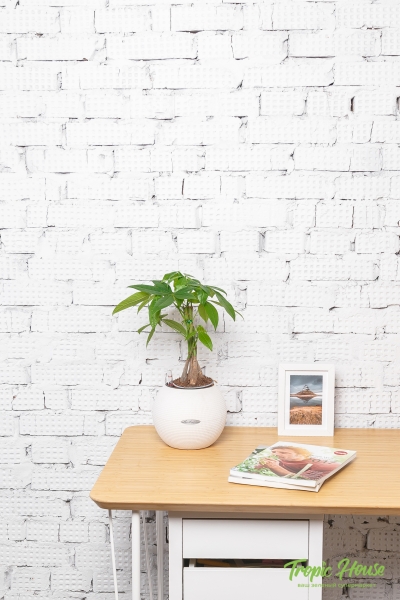 Пахира Акватика косичка 12/40 см