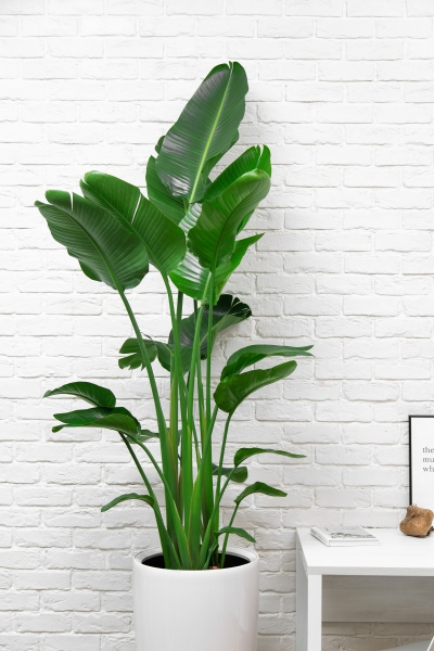 Стрелиция Николай 27/170 см в CANTO STONE HIGH 40